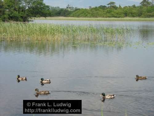 Ducks on Lough Gill